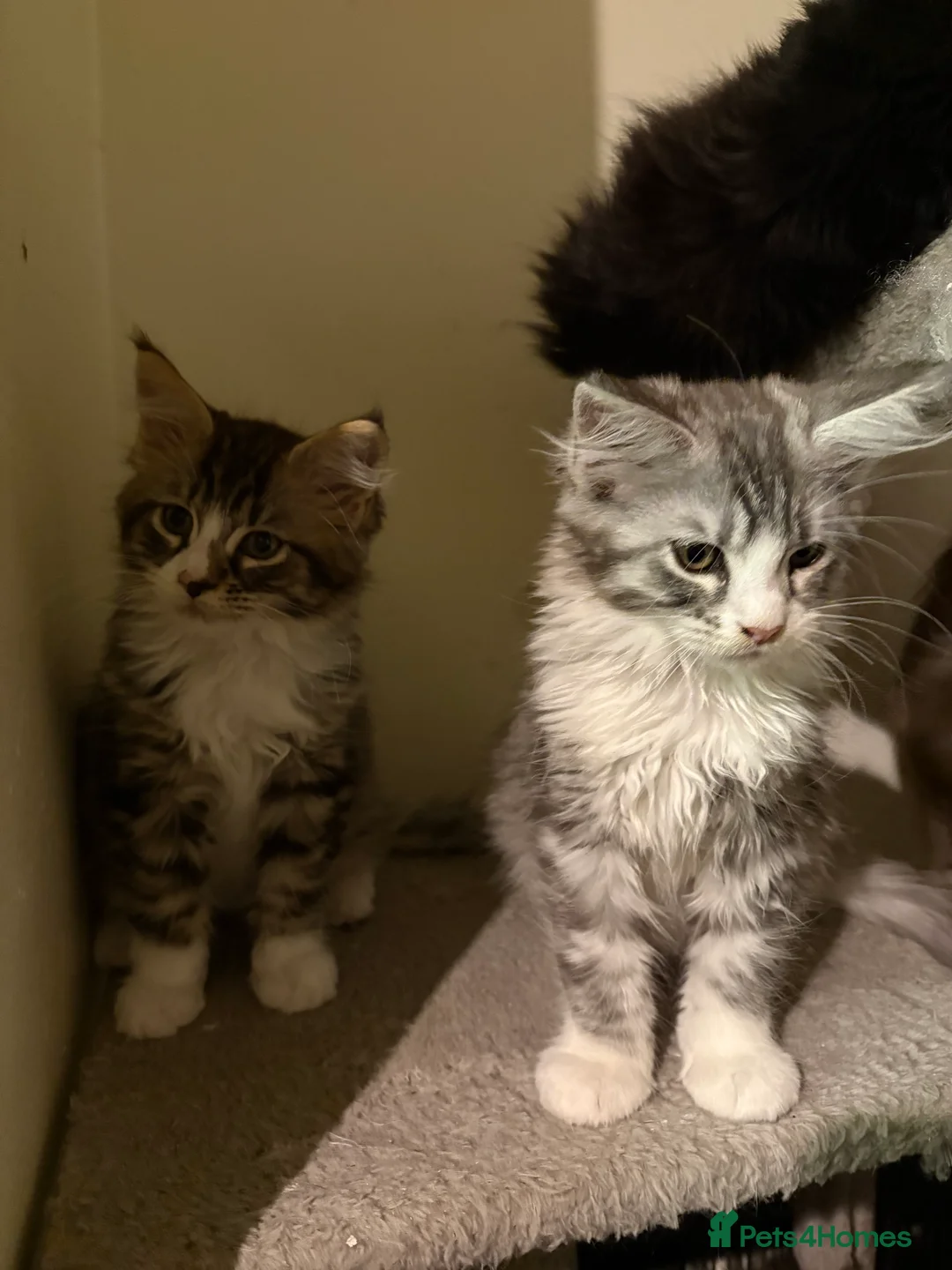 Maine Coon cats for sale: Maine Coon kittens ready to go.  - Advert 4