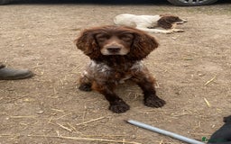 Cocker Spaniel dogs for sale: Cocker spaniel for sale  - Image 4
