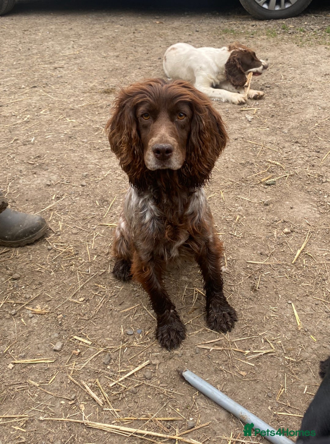 Cocker Spaniel dogs for sale: Cocker spaniel for sale  - Image 4
