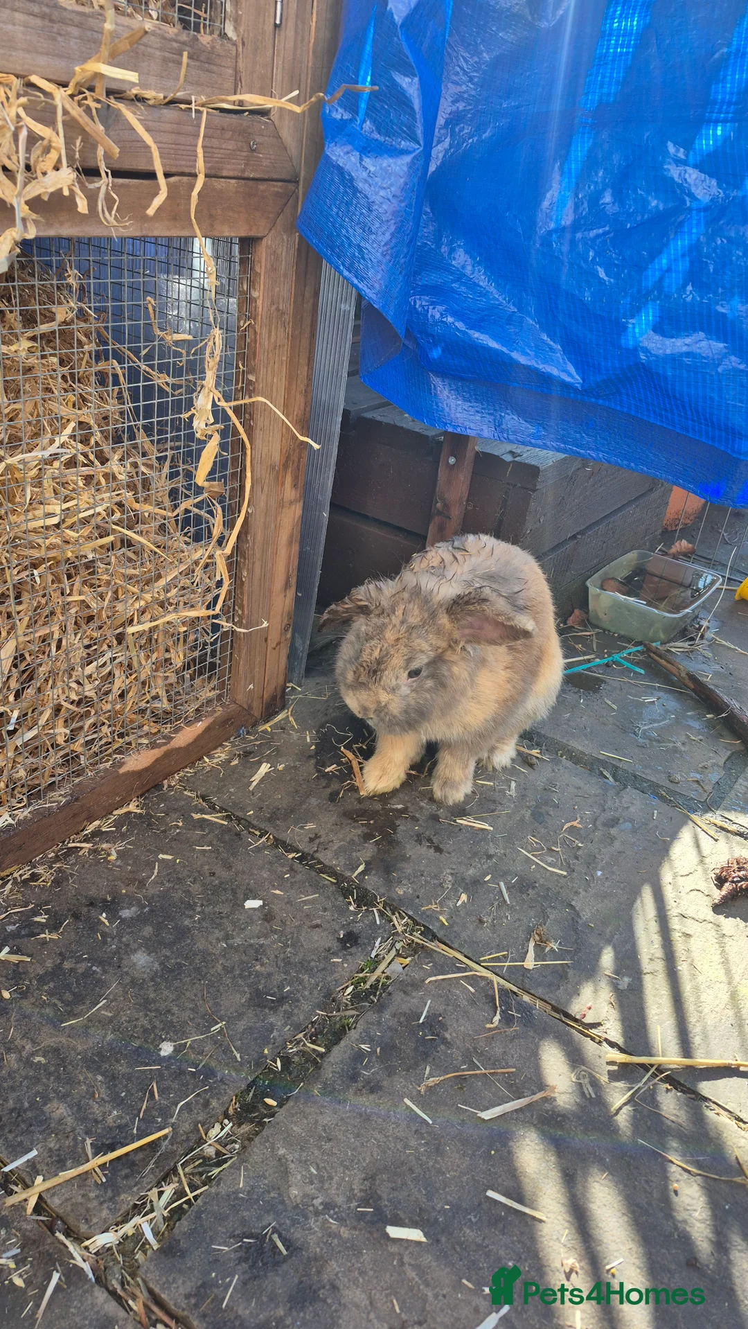 Mixed Breed rabbits for sale: Bonded pair of male rabbits - Advert 10