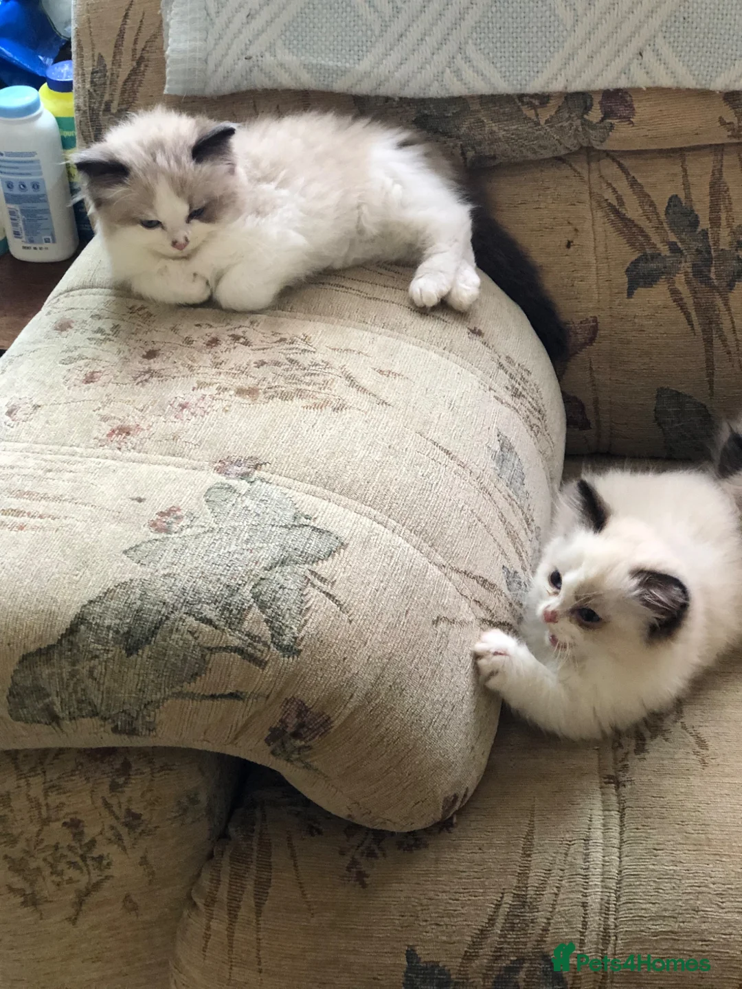 Ragdoll cats for sale: Beautiful Ragdoll kittens  - Advert 25