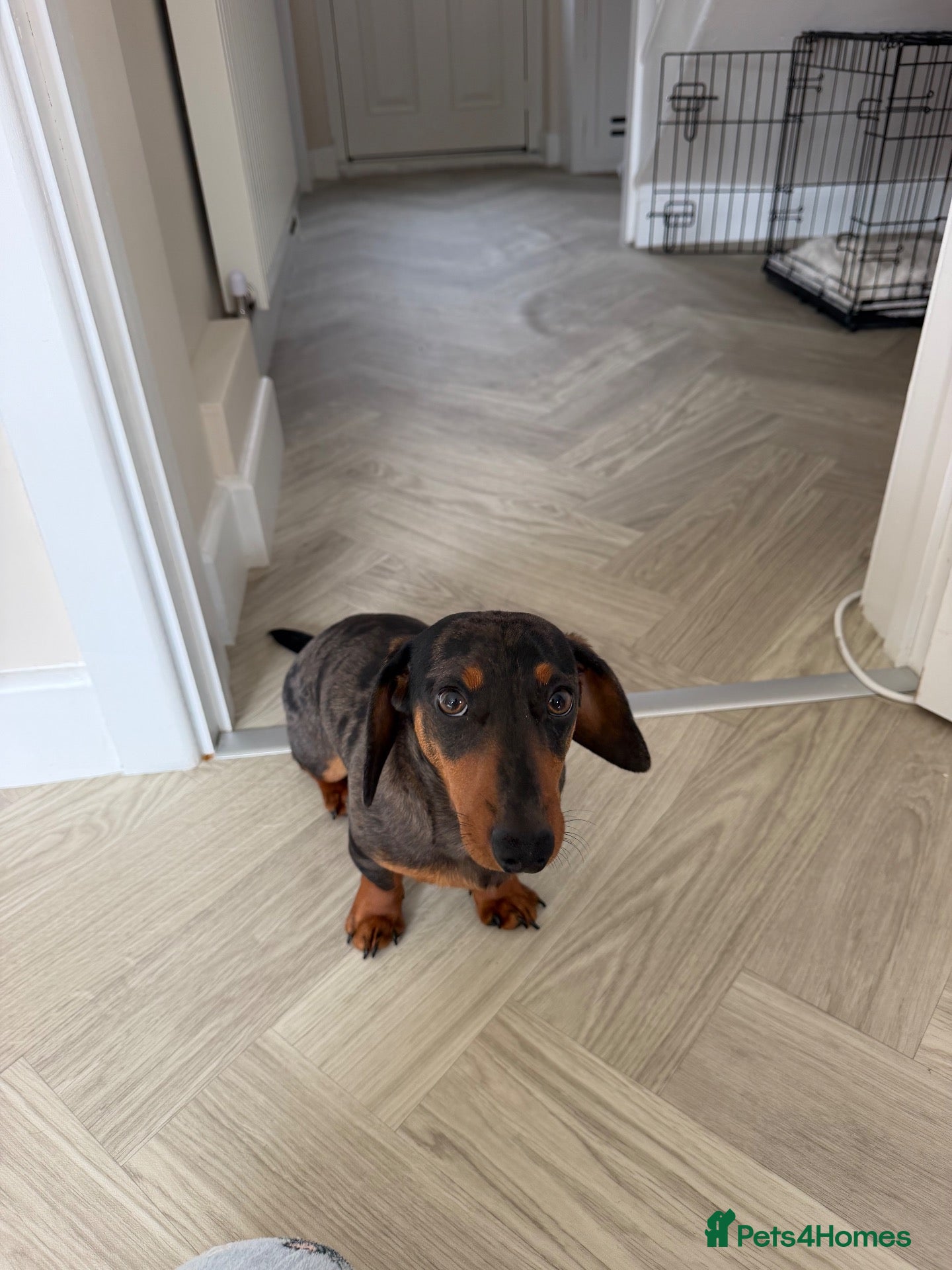 Miniature Dachshund dogs Miniature Dachshund 7 months old - Advert 1