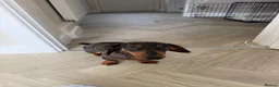 Miniature Dachshund dogs for sale: Miniature Dachshund 7 months old in Scarborough - Advert 1