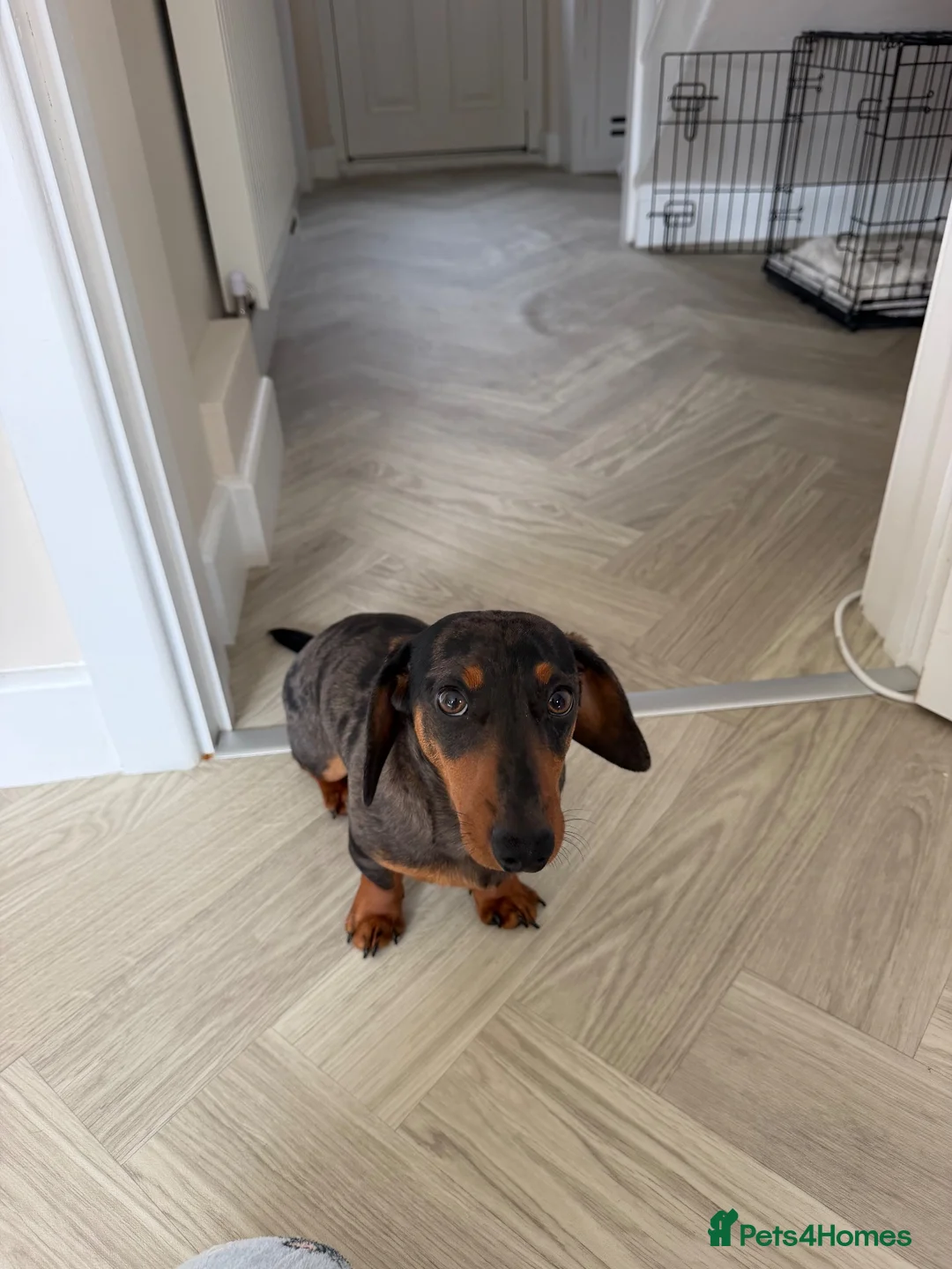 Miniature Dachshund dogs for sale: Miniature Dachshund 7 months old in Scarborough - Advert 1
