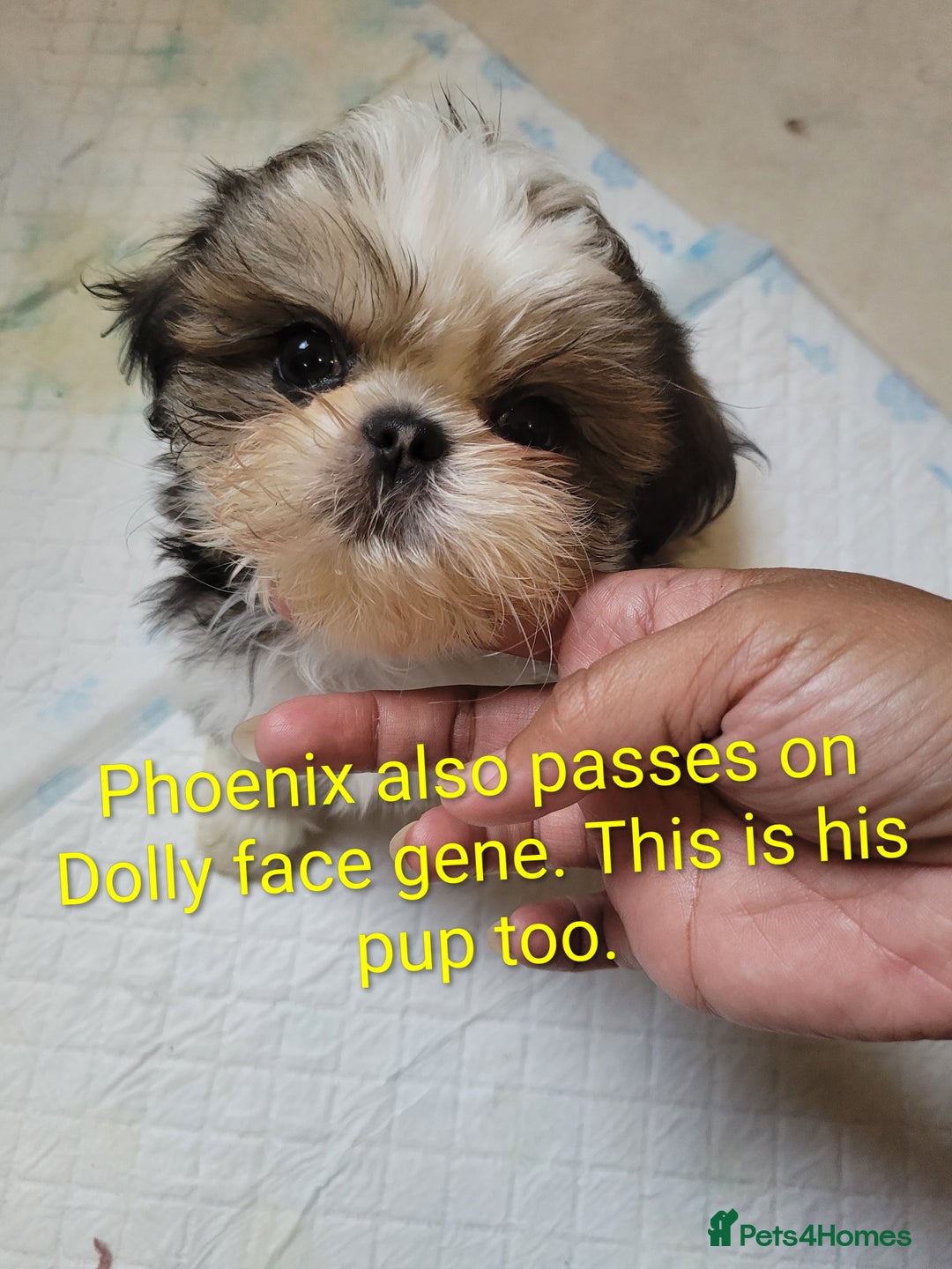Shih Tzu dogs for stud: Handsome 2.2kgs boy Proven STUD Imperial ShihTzu - Advert 5