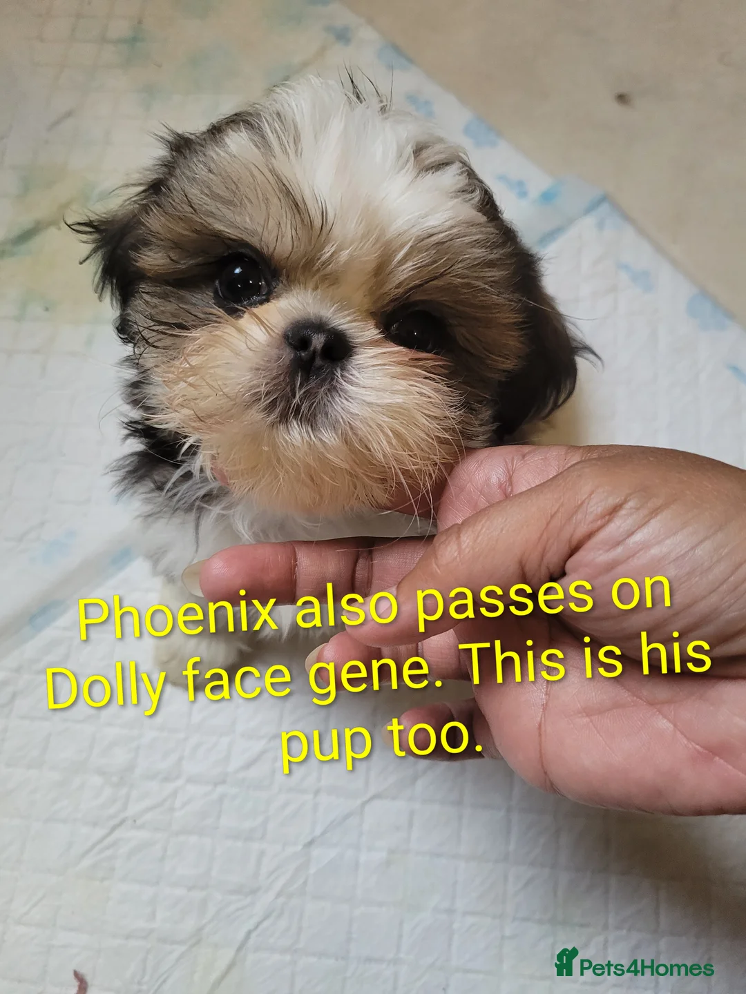 Shih Tzu dogs for stud: Handsome 2.2kgs boy Proven STUD Imperial ShihTzu - Advert 5
