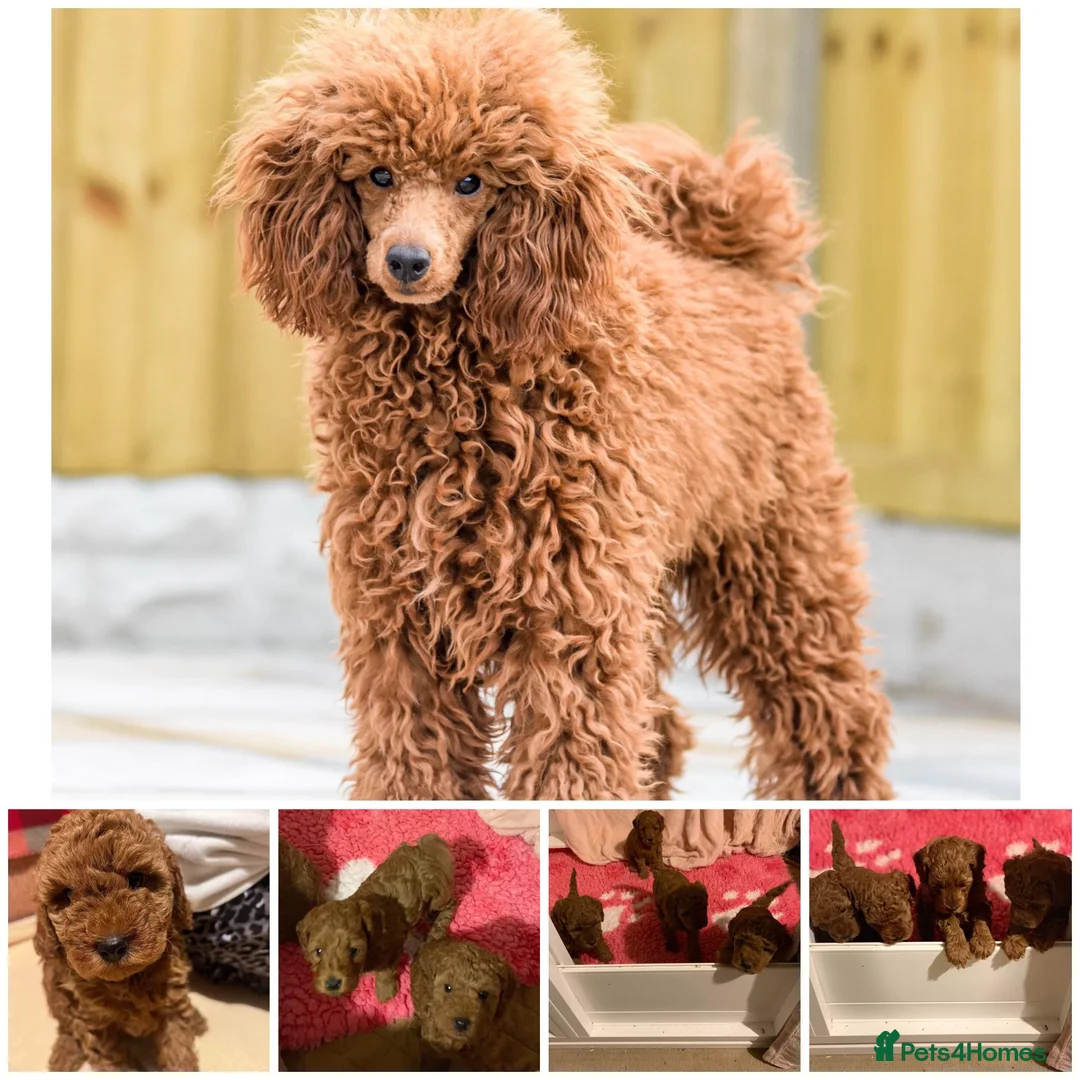 Poodle dogs for stud: KC Registered, health tested toy poodle stud dogs  in Exeter - Advert 1