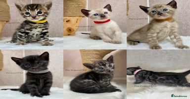 Bengal cats Only 2 left! TICA, Int. Champions, Full Pedigree - Advert 11