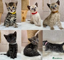 Bengal cats Only 2 left! TICA, Int. Champions, Full Pedigree - Advert 11