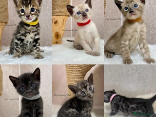 Bengal cats - Advert 23