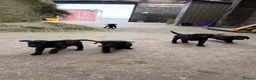 Springador dogs for sale: F1 Springador puppies - Advert 7