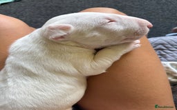 Bull Terrier dogs for sale: Playful bully’s  - Image 3
