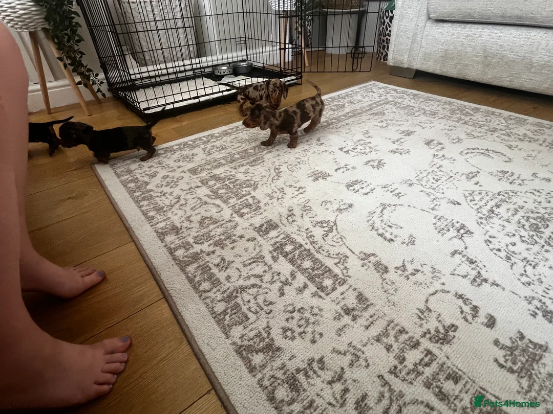 Miniature Dachshund dogs for sale: Miniature smooth haired Dachshund  in Tredegar - Advert 2