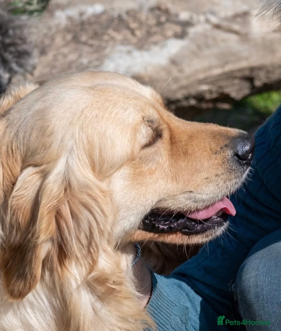 Golden Retriever dogs for sale: Golden retriever puppies - Advert 7