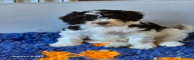 Cockapoo Puppy 1