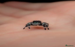 Spiders invertebrates for sale: i6 Phidippus Regius Bahamas male (randomly picked) - Image 7
