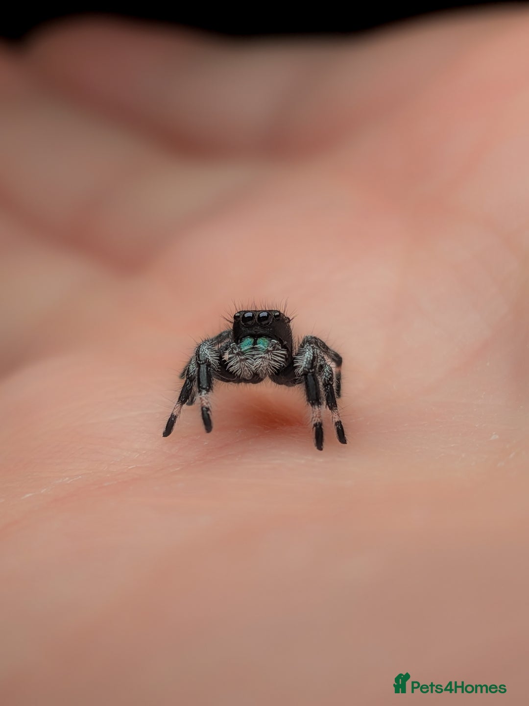 Spiders invertebrates for sale: i6 Phidippus Regius Bahamas male (randomly picked) - Image 7