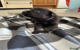 Mixed Breed dogs for sale: Belgium shepherd cross Rottweiler Labrador  - Image 22