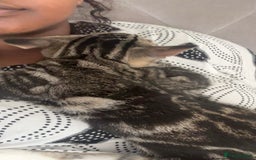 Domestic Shorthair cats for sale: Male Kitten - very cuddly and friendly  - Image 5