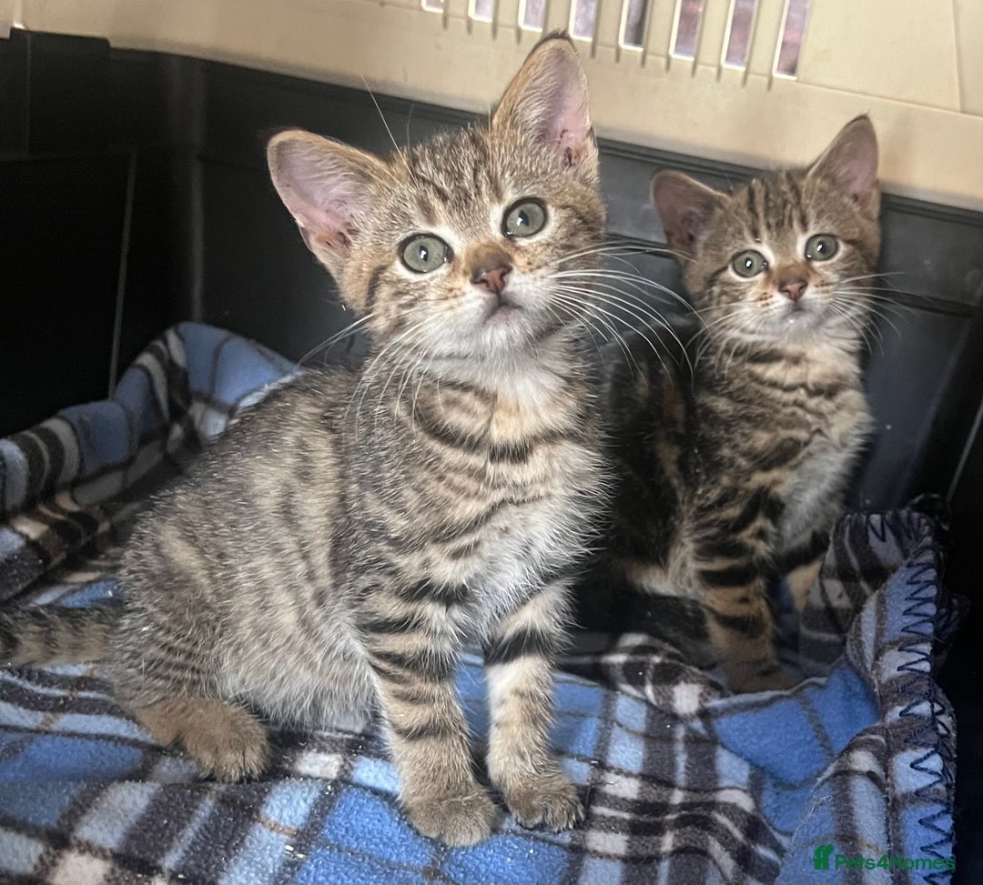 Mixed Breed cats for sale: Kittens - Image 2