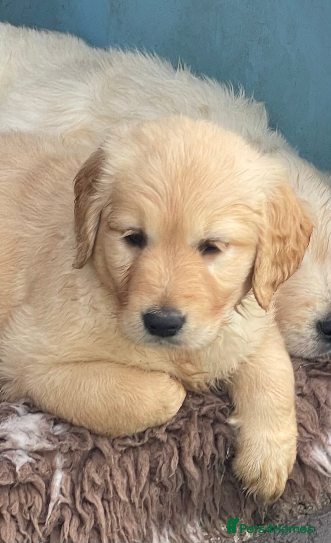 Golden Retriever dogs for sale: Golden retrievers - Image 4