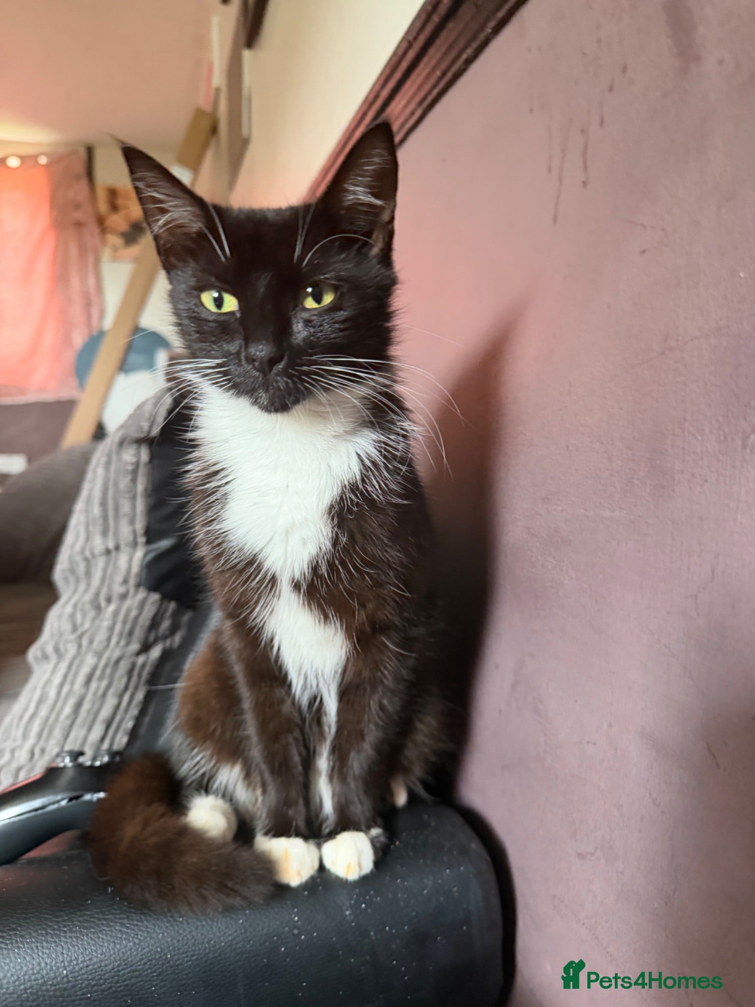 Mixed Breed cats Two kitten for sale  - Advert 8