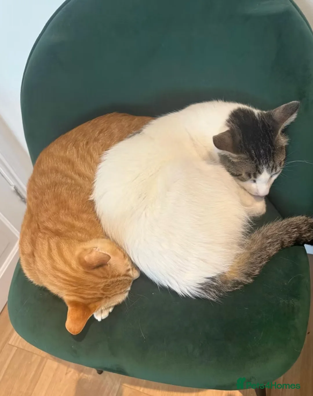 Arabian Mau cats for adoption: Bonded Male Rescue Cats for Indoor-only Adoption - Advert 2