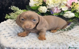 Miniature Dachshund dogs for sale: Adorable Miniature Dachshund Puppies for Sale. - Image 7