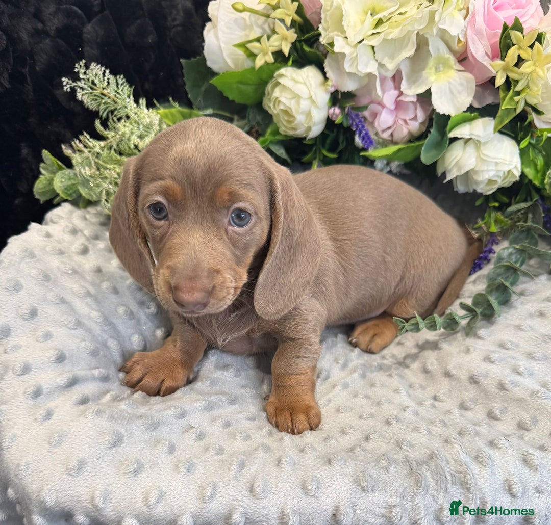 Miniature Dachshund dogs for sale: Adorable Miniature Dachshund Puppies for Sale. - Image 7