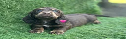 Cocker Spaniel dogs for sale: Beautiful Cocker Spaniel Puppies - Advert 4