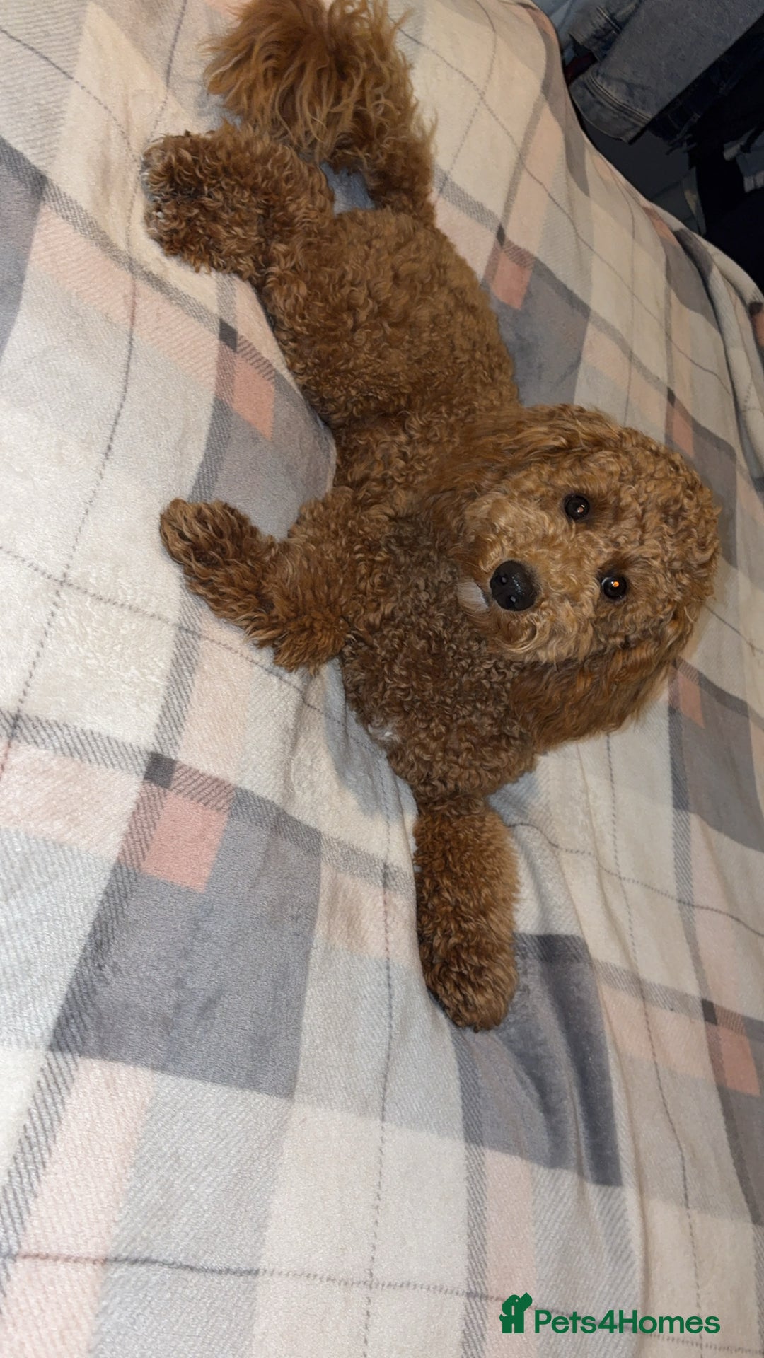 Cavapoo dogs for stud: Cavapoo stud dog  - Image 5
