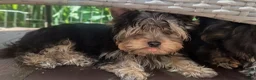 Yorkshire Terrier dogs for sale: 👉Yorkshire Terrier Pups–KC Lines, Health Checked - Advert 31