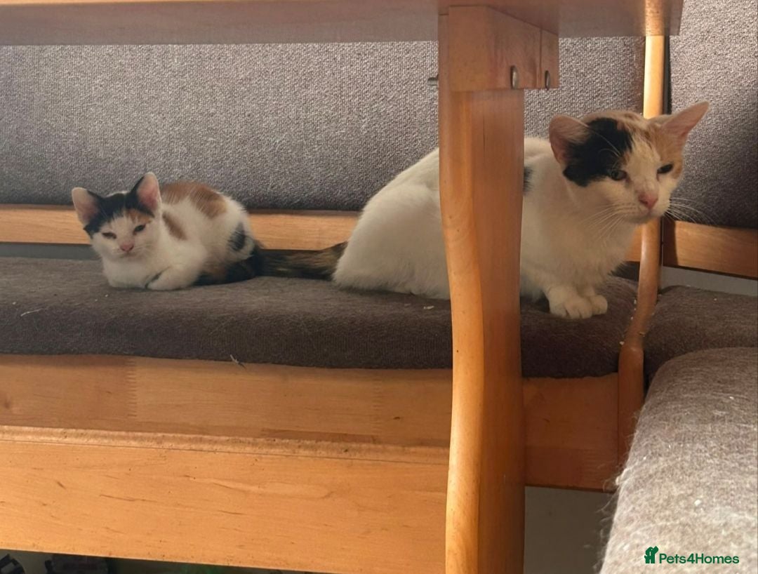 Mixed Breed cats Dora explorer looking for her forever home  - Advert 1
