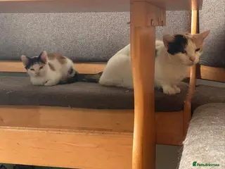 Mixed Breed cats Dora explorer looking for her forever home - Advert 1