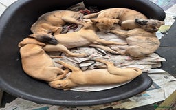 Whippet dogs for sale: 99% whippets (Merle) - Image 5