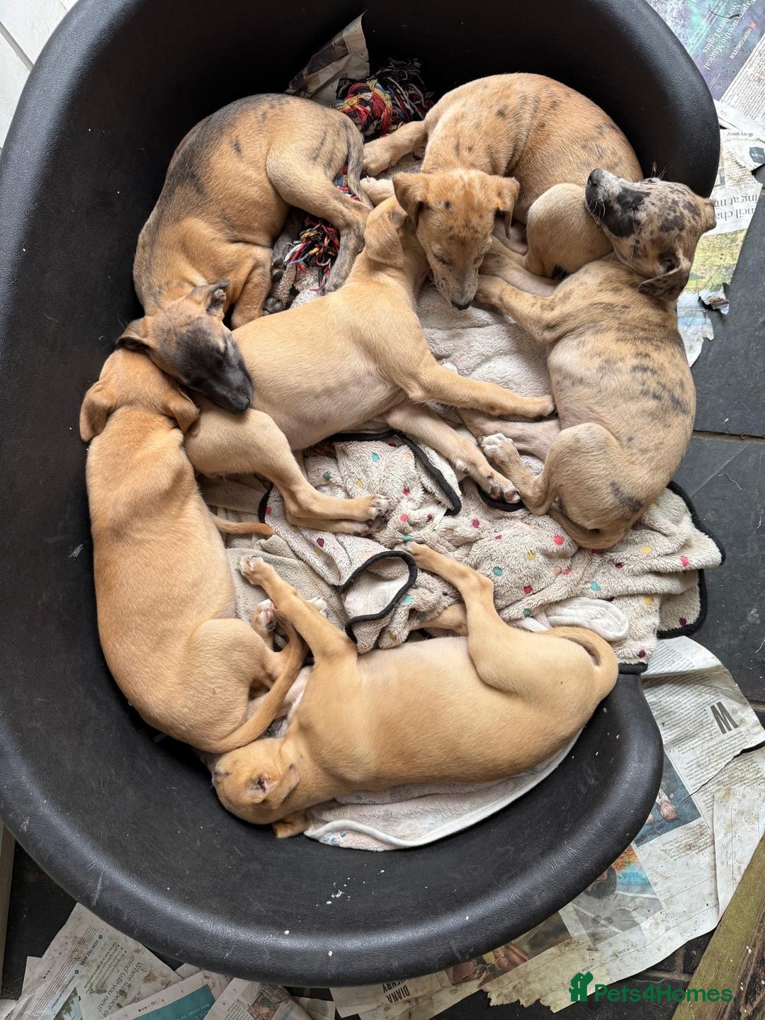 Whippet dogs for sale: 99% whippets (Merle) - Image 5