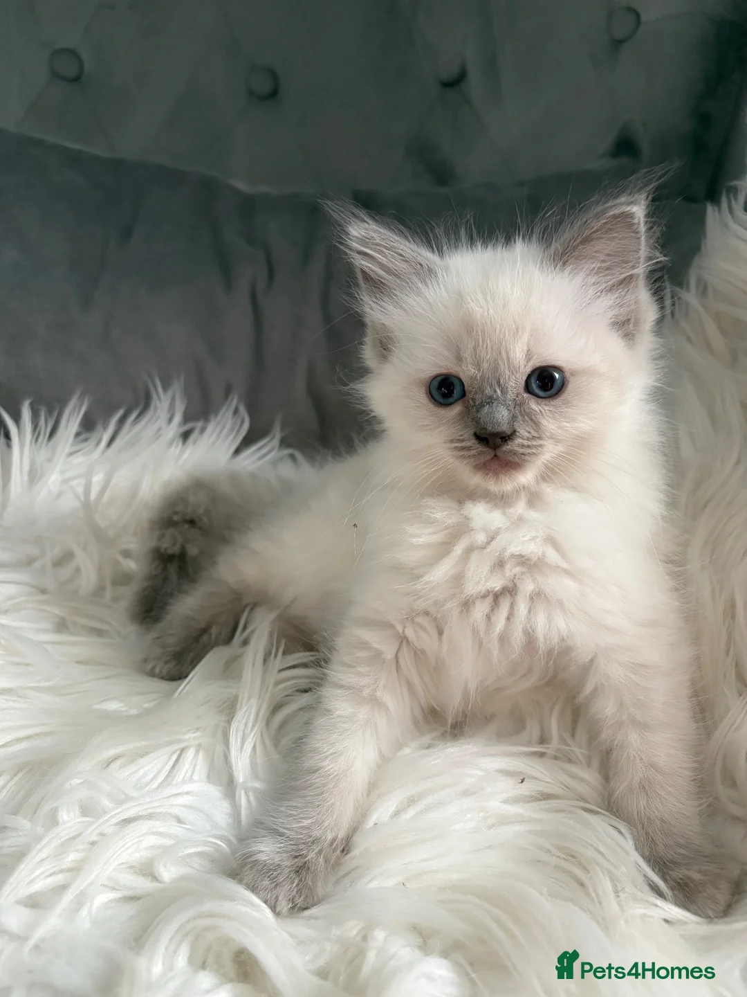 Ragdoll cats for sale: GCCF pedigree ragdolls  - Advert 8