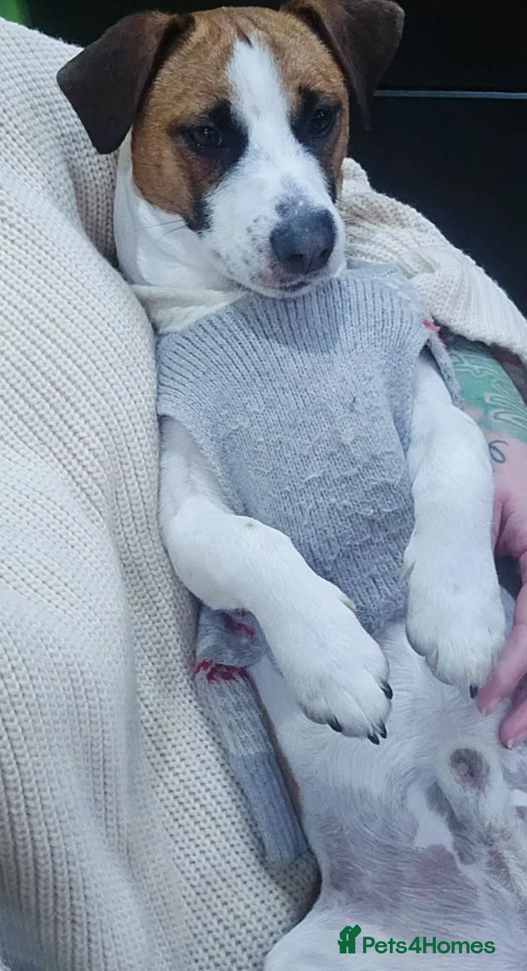 Jack Russell dogs for stud: Male JRT for stud - Advert 2