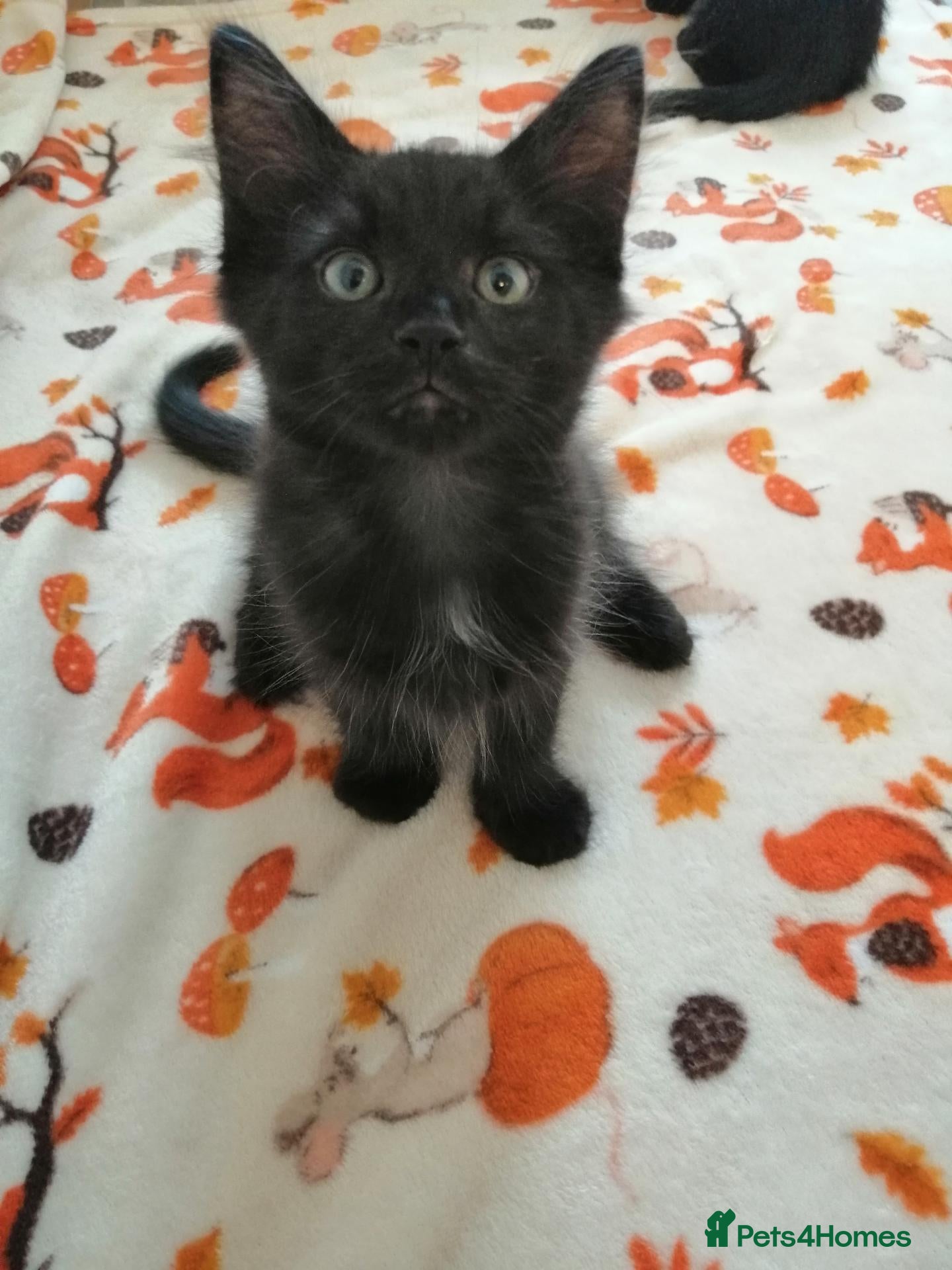 Mixed Breed cats Kittens. - Advert 2