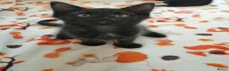 Mixed Breed cats for sale: Kittens. - Advert 1