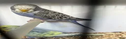 Budgerigars birds for sale: Stunning mutations  - Advert 4