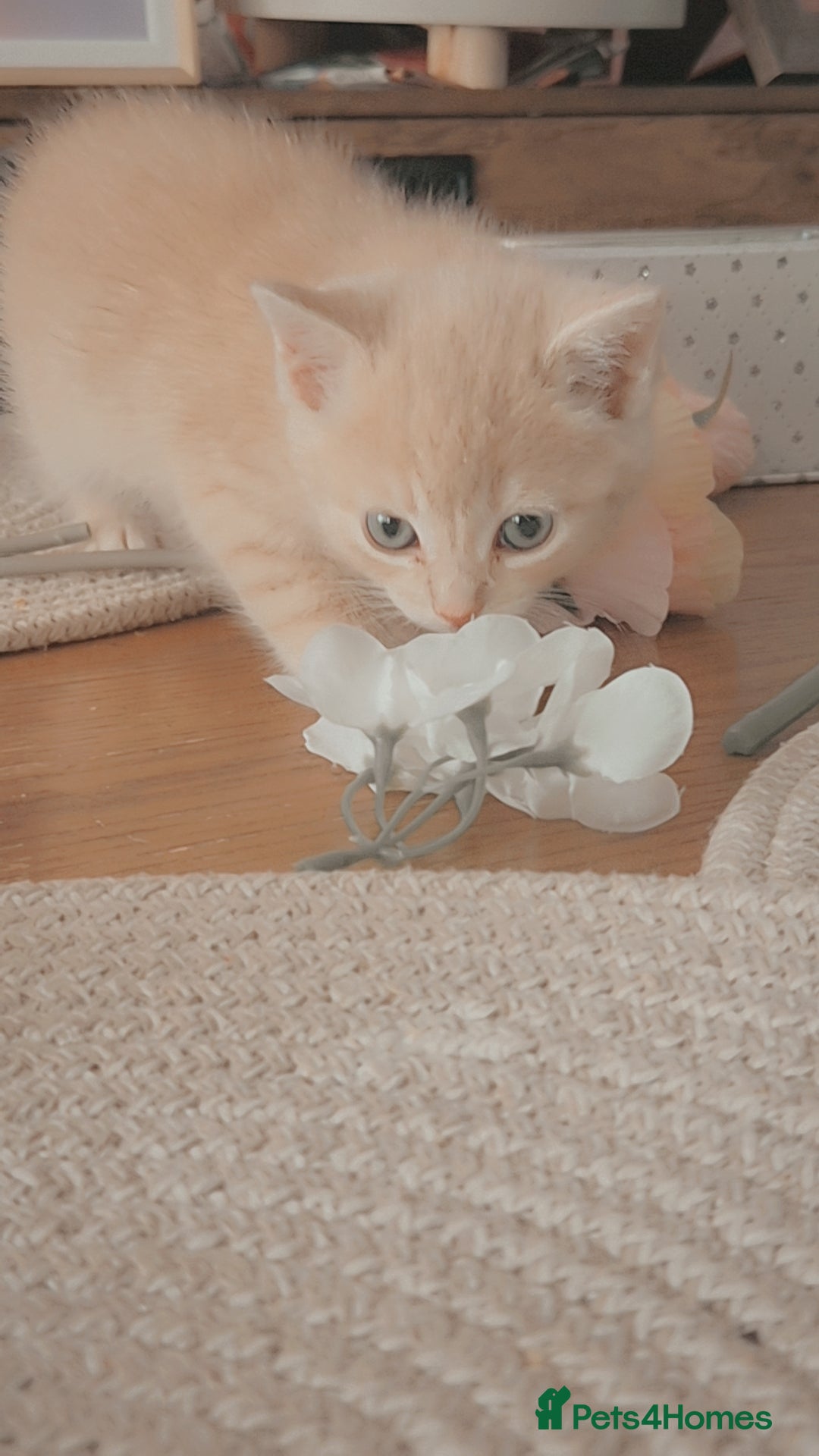 Mixed Breed cats Grey Scottish Shorthair mixed breed kittens - Advert 1