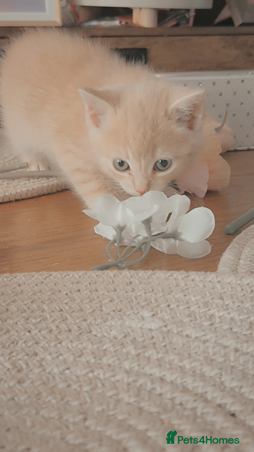 Mixed Breed cats for sale: Grey Scottish Shorthair mixed breed kittens in Birmingham - Advert 1