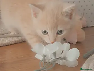 Mixed Breed cats Grey Scottish Shorthair mixed breed kittens - Advert 1