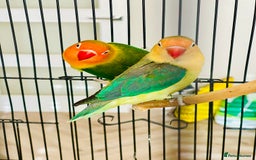 Lovebirds birds for sale: 2 Lovebirds and large cage  - Image 4