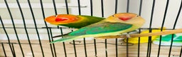 Lovebirds birds for sale: 2 Lovebirds and large cage  - Advert 4