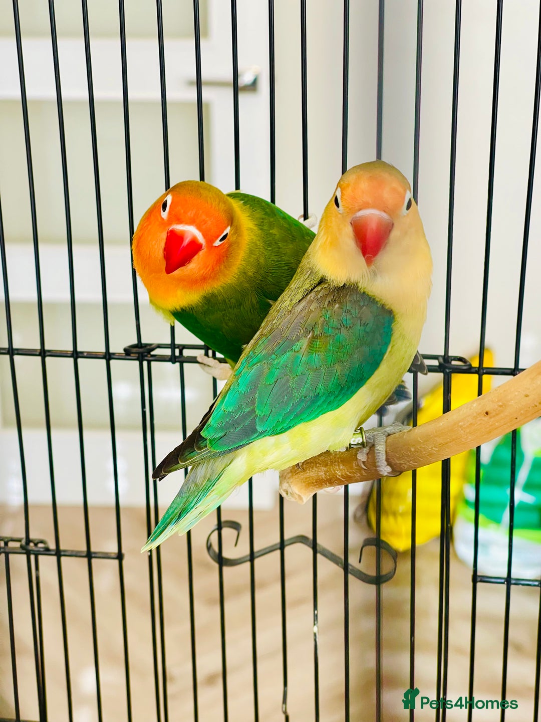 Lovebirds birds for sale: 2 Lovebirds and large cage  - Image 4