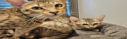 Savannah cats for sale: Stunning F5 SBT Savannah Kittens in Bradford - Advert 16