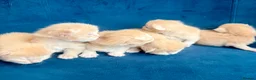Ragcoon cats for sale: Rare Ragacoon Ragdoll x Maine Coon  - Advert 22