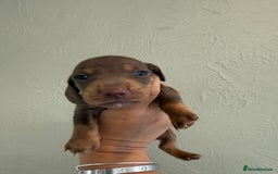 Miniature Dachshund dogs for sale: Miniature dachshunds  - Image 25